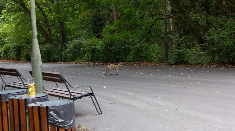 KulenDayz 2022 - Tikveš